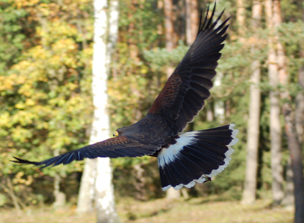 pokazy sokolnicze